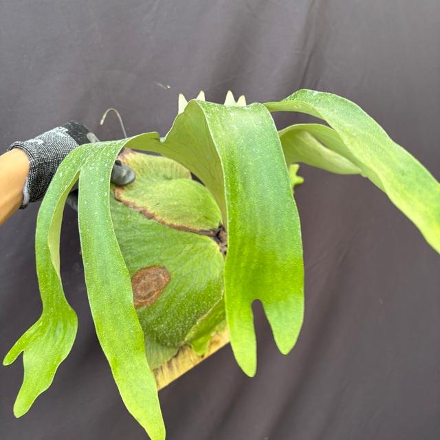 現品) ビカクシダ 'ホーンズサプライズ' (TC) (No.40460