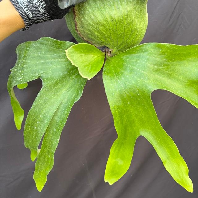 現品) ビカクシダ 'ホーンズサプライズ' (TC) (No.40460