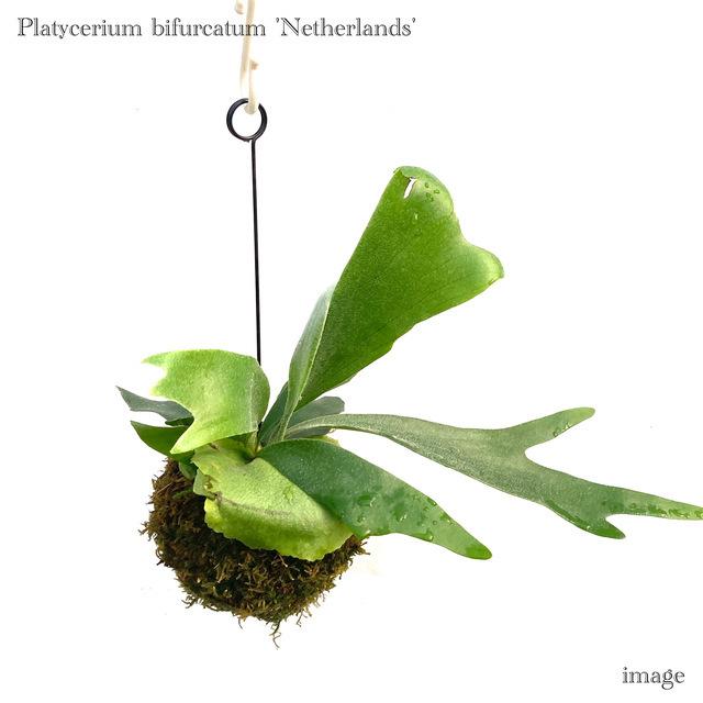コウモリラン ネザランズ 苔玉 ビカクシダ プラティセリウム 観葉植物 おしゃれ インテリア 吊り下げ 壁掛け ミニ 小型 大型 ビフルカツム ネザーランド 404 エアープランツ専門店b L 通販 Yahoo ショッピング