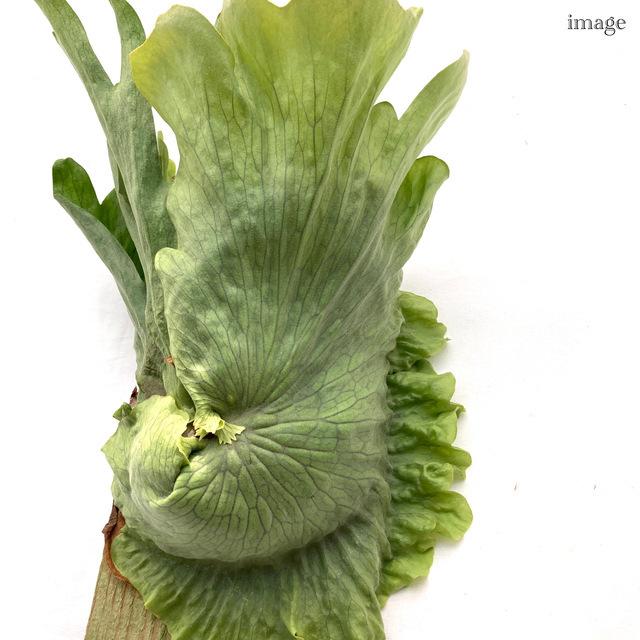 コウモリラン ワンダエ 板付 ビカクシダ プラティセリウム 観葉植物 おしゃれ インテリア 吊り下げ 壁掛け 大型 室内 Platycerium Wandae エアープランツ専門店b L 通販 Yahoo ショッピング