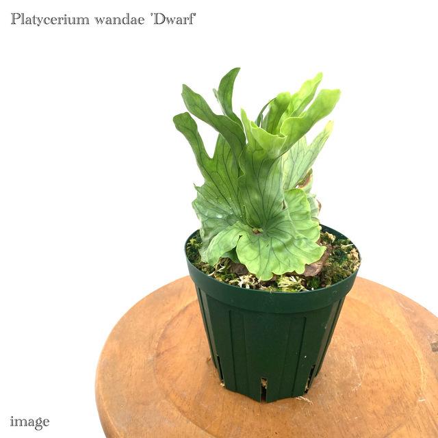 人気の コウモリラン ワンダエ ドワーフ 4寸 メリクロン苗 ビカクシダ プラティセリウム 観葉植物 おしゃれ インテリア 吊り下げ Platycerium Wandae Dwarf エアープランツ専門店b L 通販 Yahoo ショッピング 割引セール Esraapharma Com
