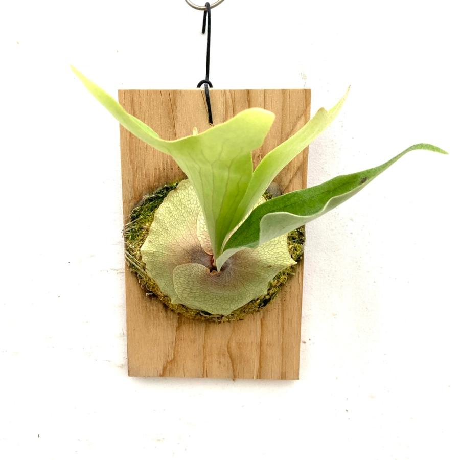 ビカクシダ　ヒリー　キリン　親株 ビカクシダ ヒリー キリン 親株 ビカクシダ