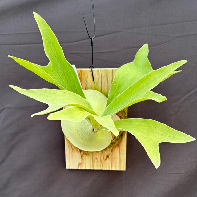 現品) ビカクシダ ヒリー cv.キリン (pup) (No.40547) (コウモリラン