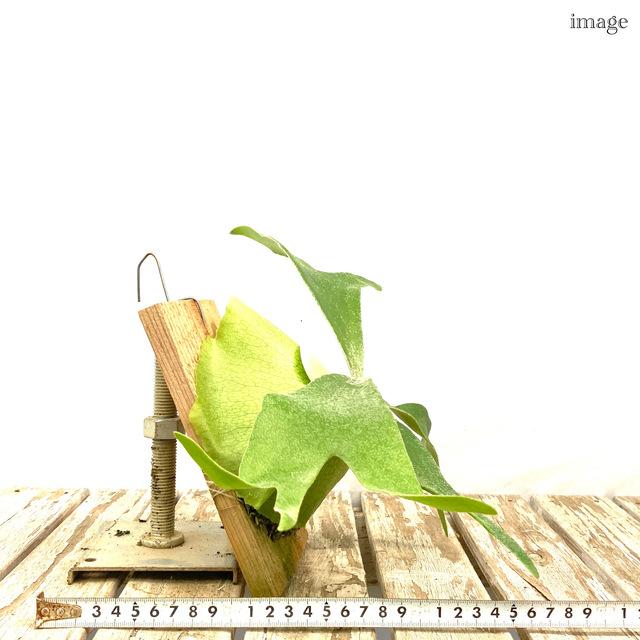コウモリラン 'ネザランズ' 板付 (小) (ビカクシダ プラティセリウム