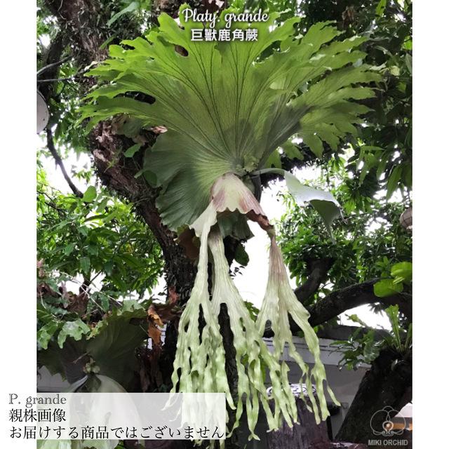 コウモリラン グランデ 板付 (ビカクシダ プラティセリウム 観葉植物 
