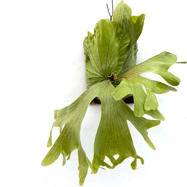 現品) ビカクシダ 'サウザンドハンドジョー' (TC) (No.40678