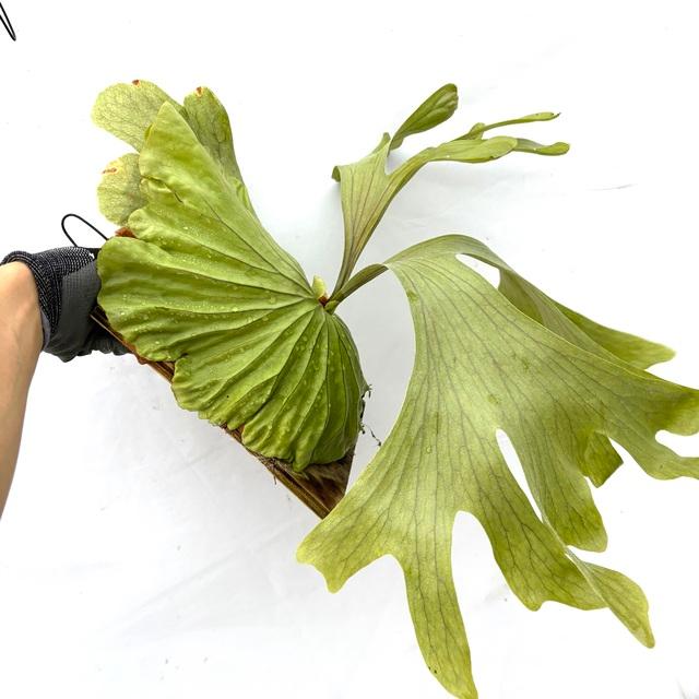 現品) ビカクシダ 'サウザンドハンドジョー' (TC) (No.40678