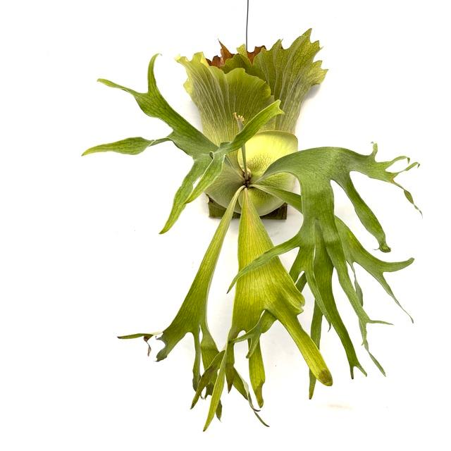 ビカクシダ 園芸ネット本店｜ビカクシダ：ミックススポア株（willinckii Wild Cat