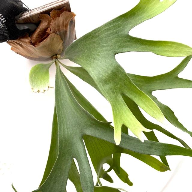 現品) ビカクシダ 'ニッキー' (pup) (No.40683) (コウモリラン