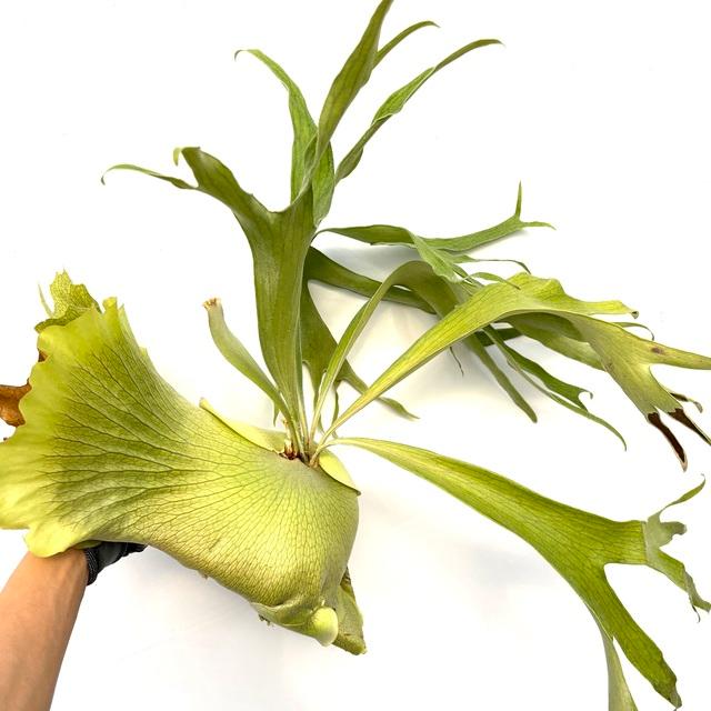 現品) ビカクシダ 'ニッキー' (pup) (No.40683) (コウモリラン 観葉