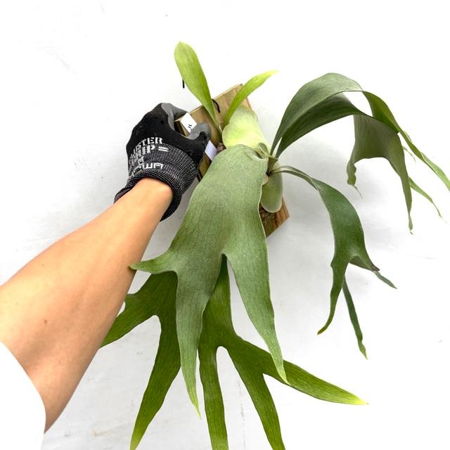 現品) ビカクシダ 'ニッキー' (pup) (No.40683) (コウモリラン 観葉