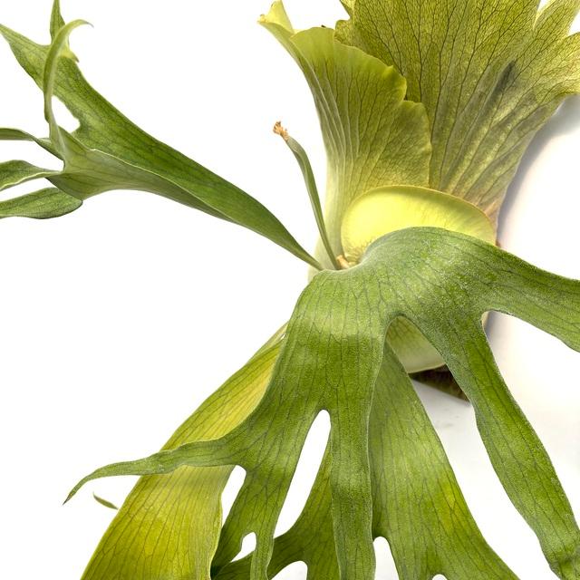 現品) ビカクシダ 'ニッキー' (pup) (No.40683) (コウモリラン 観葉