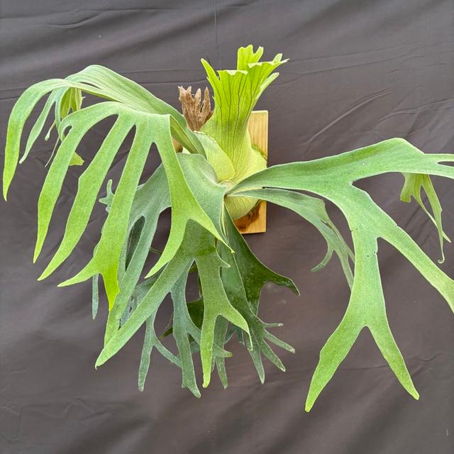 ビカクシダ ssfoong 親株サイズ P.SS Foong oc 親株サイズ エスエスフーン ビカクシダ