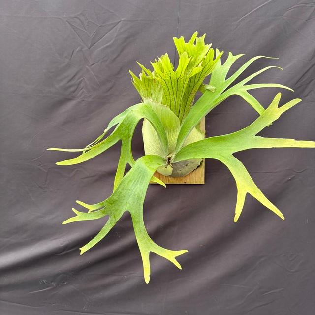 ビカクシダ ssfoong 親株サイズ 親株サイズ！P. SSfoong【ビカクシダ