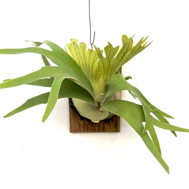 現品) ビカクシダ 'SS Foong' (TC) (No.40688) (コウモリラン 観葉植物