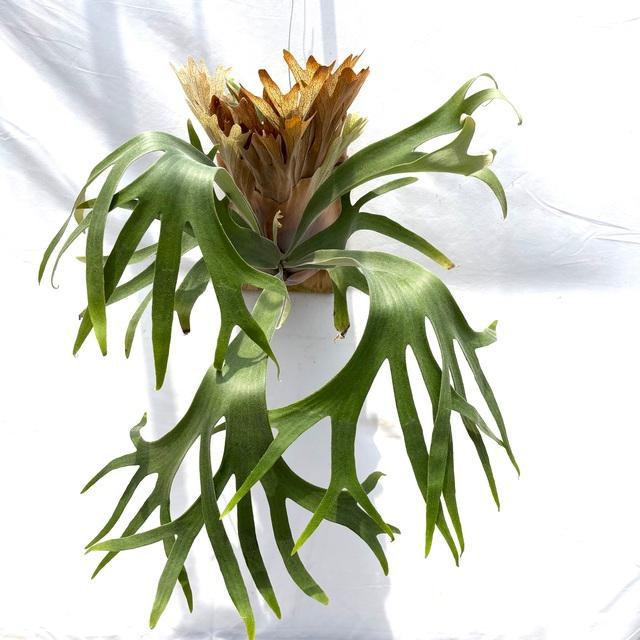 ビカクシダ Platycerium ss foong 現品) ビカクシダ 'SS Foong' (TC) (No.40688) (コウモリラン 観葉植物