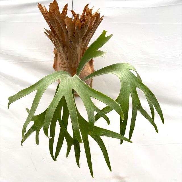 現品) ビカクシダ 'SS Foong' (TC) (No.40688) (コウモリラン 観葉植物