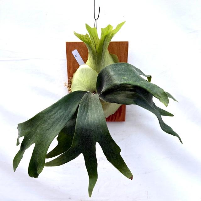 現品) ビカクシダ 'SS Foong' (TC) (No.40688) (コウモリラン 観葉植物