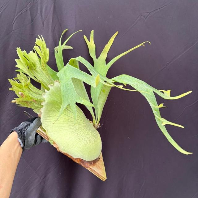 現品) ビカクシダ 'SS Foong' (TC) (No.40688) (コウモリラン 観葉植物