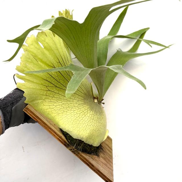 現品) ビカクシダ 'SS Foong' (TC) (No.40688) (コウモリラン 観葉植物