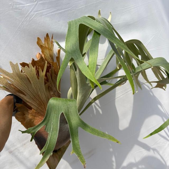現品) ビカクシダ 'SS Foong' (TC) (No.40688) (コウモリラン 観葉植物