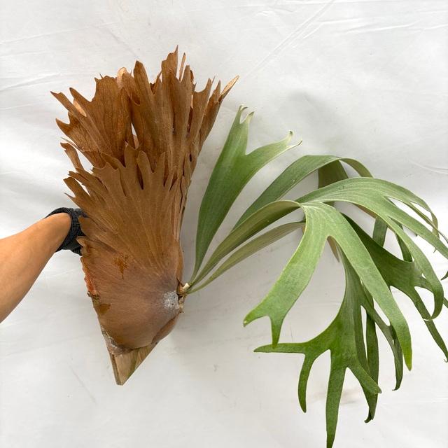 現品) ビカクシダ 'SS Foong' (TC) (No.40688) (コウモリラン 観葉植物