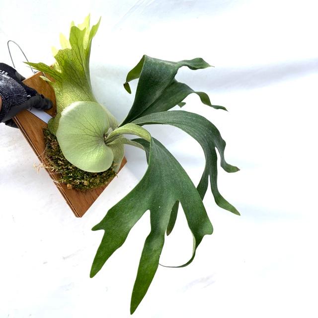 現品) ビカクシダ 'SS Foong' (TC) (No.40688) (コウモリラン 観葉植物