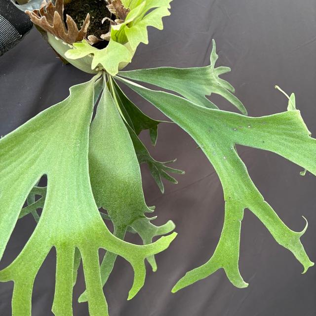 ビカクシダ ssfoong 親株サイズ Yahoo!オークション - ビカクシダ ss foong 親株 大株 子株付き