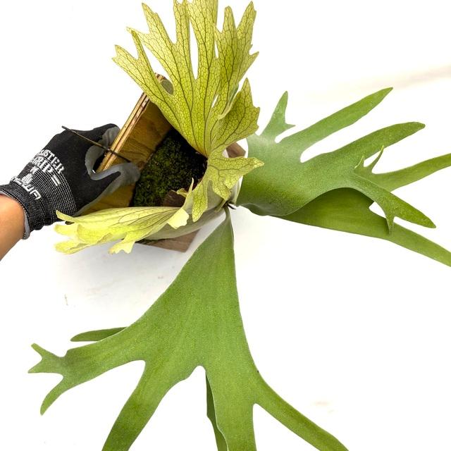 現品) ビカクシダ 'SS Foong' (TC) (No.40688) (コウモリラン 観葉植物