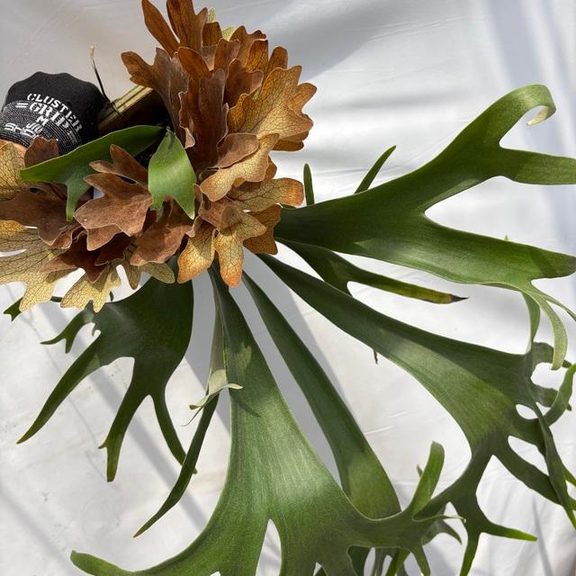 現品) ビカクシダ 'SS Foong' (TC) (No.40688) (コウモリラン 観葉植物