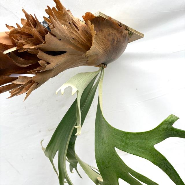 現品) ビカクシダ 'SS Foong' (TC) (No.40688) (コウモリラン 観葉植物