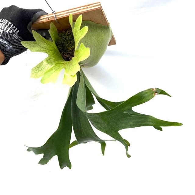 現品) ビカクシダ 'SS Foong' (TC) (No.40688) (コウモリラン 観葉植物