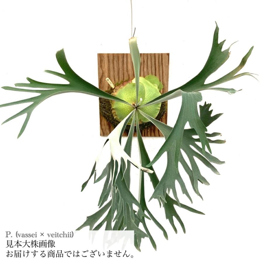 現品) ビカクシダ (バッセイ × ビーチー) (TC) (No.40690