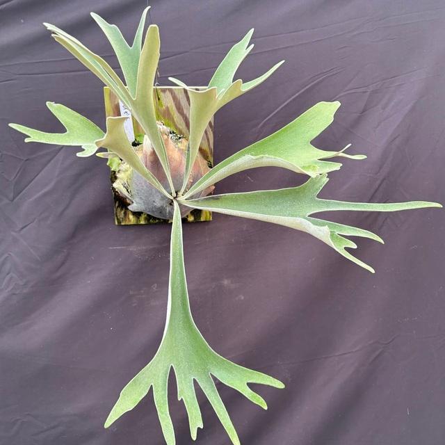 現品) ビカクシダ (バッセイ × ビーチー) (TC) (No.40690