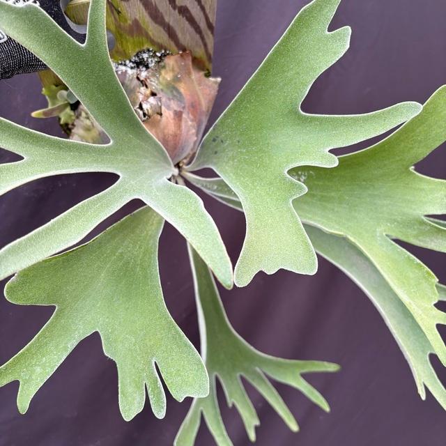 親株 ビカクシダ アルマダ アルシコルネマダガスカル バッセイ P. alcicorne var. madagascar 成長記録 2024.2.11｜🍀GreenSnap