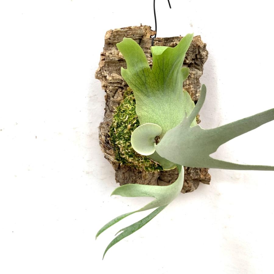 ビカクシダ ウィリンキー　ドワーフタツタ ビカクシダ ウィリンキー ドワーフ タツタ 【公式通販】