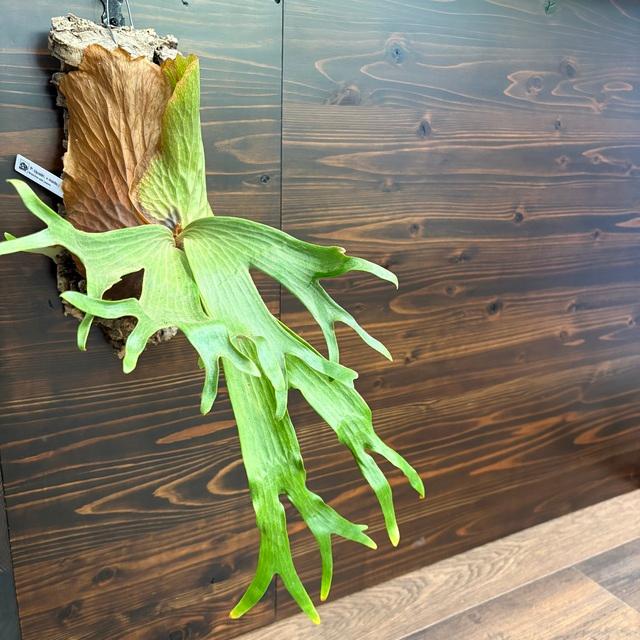 ビカクシダ　クアドリディコトマム子株 ビカクシダ(コウモリラン)】クアドリディコトマムの育て方や