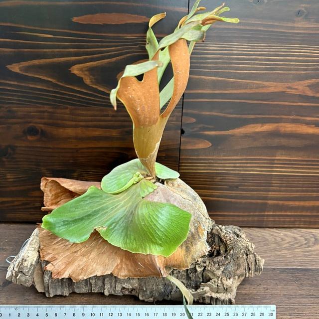 現品) ビカクシダ 交配種 (クアドリディコトマム × マダガスカリエンセ