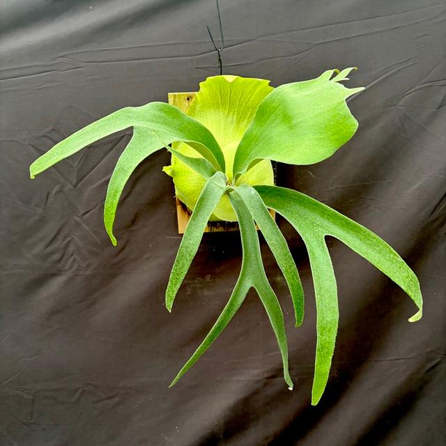 現品) ビカクシダ 'サウスシー' (pup) (No.40733) (コウモリラン 観葉