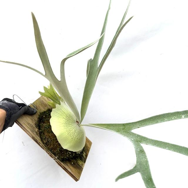 現品) ビカクシダ ビーチー (No.40738) (コウモリラン 観葉植物