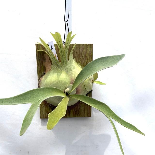現品) ビカクシダ ビーチー (No.40738) (コウモリラン 観葉植物