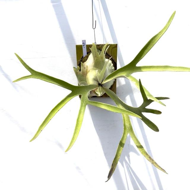現品) ビカクシダ ビーチー (No.40738) (コウモリラン 観葉植物