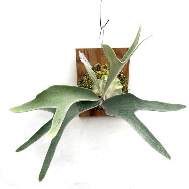 現品) ビカクシダ ビーチー (No.40738) (コウモリラン 観葉植物