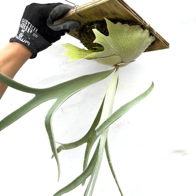 現品) ビカクシダ ビーチー (No.40738) (コウモリラン 観葉植物