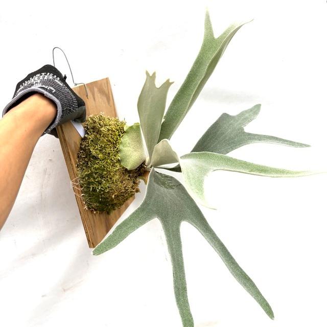 現品) ビカクシダ ビーチー (No.40738) (コウモリラン 観葉植物