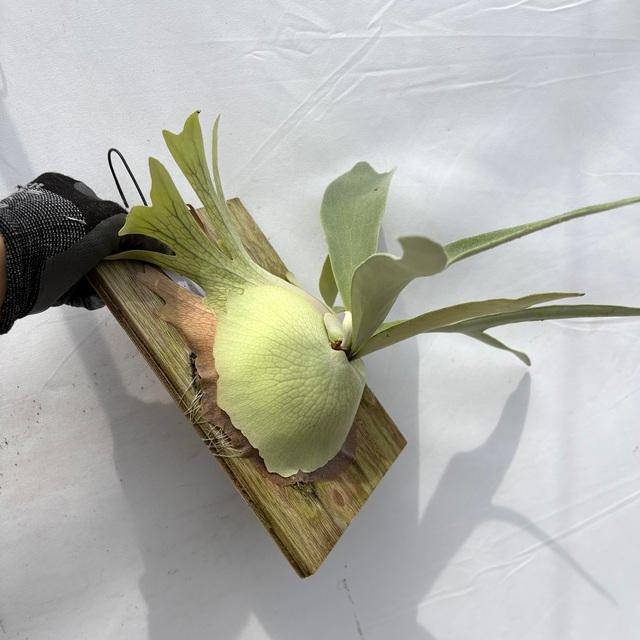 現品) ビカクシダ ビーチー (No.40738) (コウモリラン 観葉植物