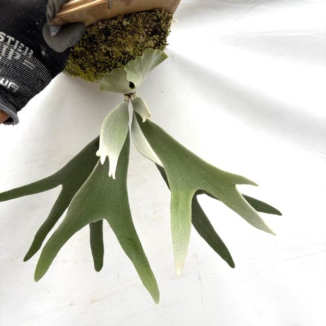 現品) ビカクシダ ビーチー (No.40738) (コウモリラン 観葉植物