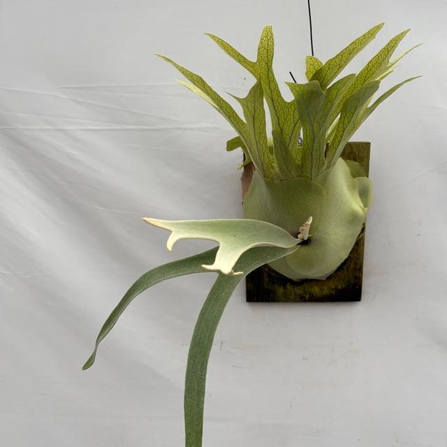 BIGビーチー ビカクシダ  観葉植物 現品) ビカクシダ ビーチー (No.40738) (コウモリラン 観葉植物