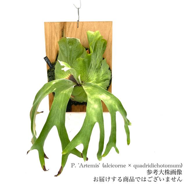 現品) ビカクシダ 'アルテミス' (pup) (No.40741) (コウモリラン 観葉