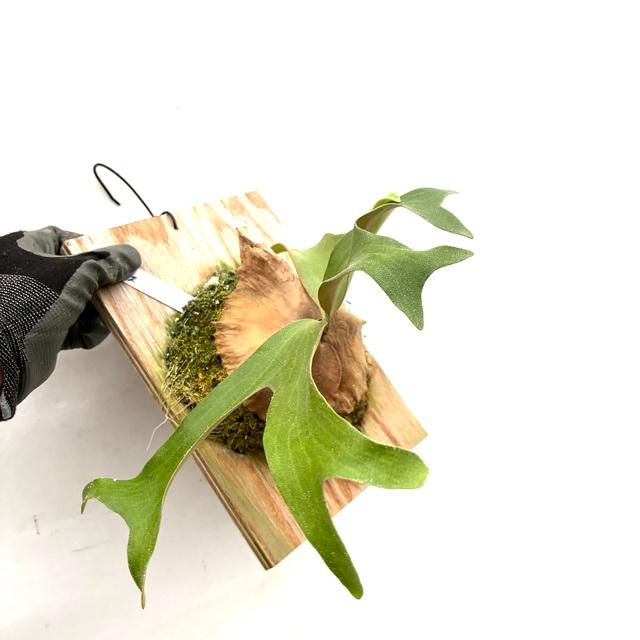 現品) ビカクシダ 'アルテミス' (pup) (No.40741) (コウモリラン 観葉